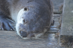 Lontra canadensis pacifica