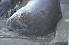Lontra canadensis pacifica