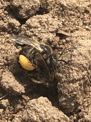 Calliopsis nebraskensis