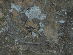 Hypochilus pococki