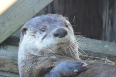 Lontra canadensis pacifica