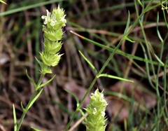 Sideritis pungens