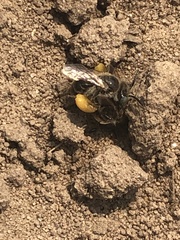 Calliopsis nebraskensis