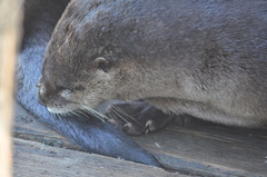 Lontra canadensis pacifica