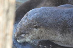 Lontra canadensis pacifica