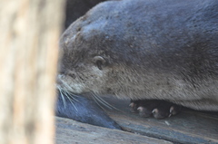 Lontra canadensis pacifica