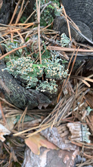Cladonia botrytes