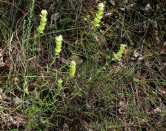 Sideritis pungens