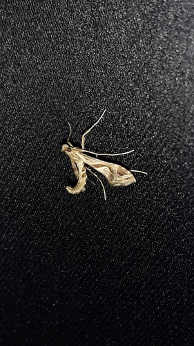 photo of Eggplant Leafroller Moth (Lineodes integra)