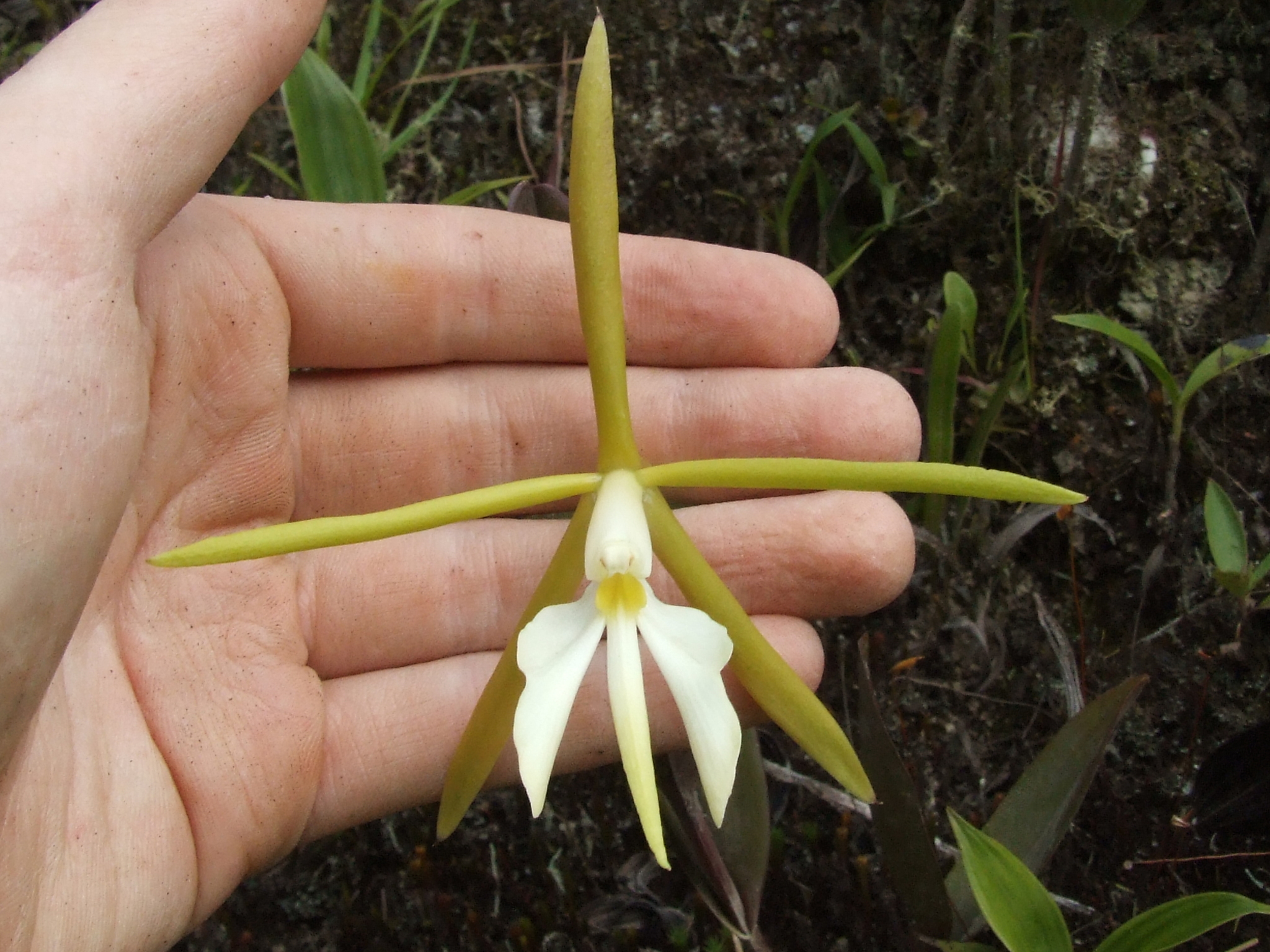 Epidendrum tridens Poepp. & Endl. 2