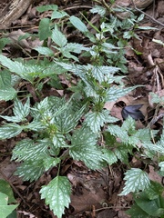 Lamium galeobdolon flavidum