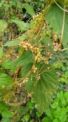Cuscuta europaea