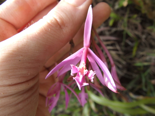 Epidendrum blepharoclinium Rchb.f.
