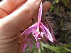 Epidendrum blepharoclinium