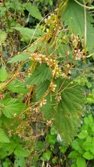 Cuscuta europaea
