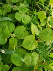 Ipomoea hederacea integriuscula