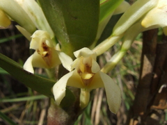Maxillaria exaltata