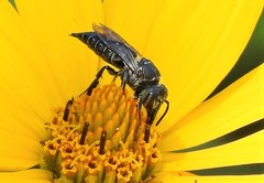 Coelioxys octodentatus