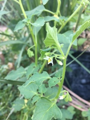 Solanum nitidibaccatum