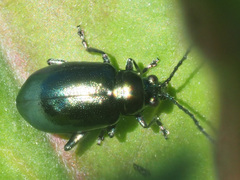 Altica impressicollis