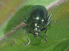 Altica impressicollis