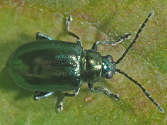 Altica impressicollis