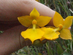 Cyrtochilum aureum