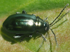 Altica impressicollis