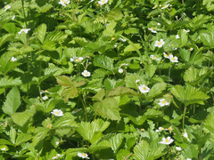 Fragaria moschata
