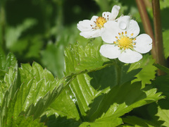 Fragaria moschata