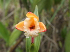Sobralia crocea