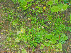 Ranunculus auricomus