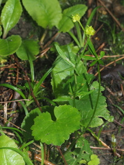 Ranunculus auricomus