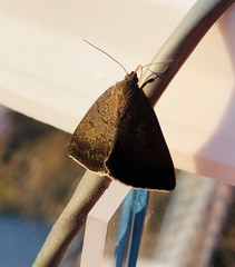 Argyrostrotis erasa