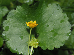 Ranunculus auricomus