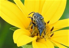 Coelioxys octodentatus