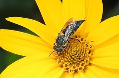 Coelioxys octodentatus