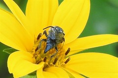 Coelioxys octodentatus