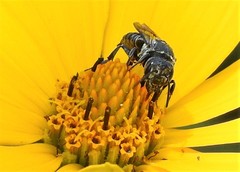 Coelioxys octodentatus