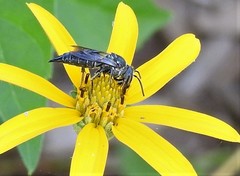 Coelioxys octodentatus