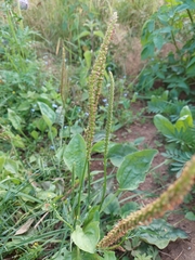 Plantago major