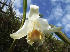 Sobralia klotzscheana