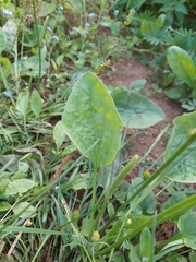 Plantago major