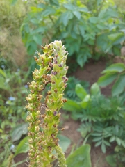 Plantago major