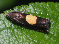 Pammene trauniana