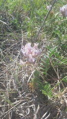 Astragalus plattensis