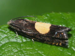 Pammene trauniana