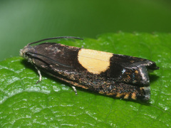 Pammene trauniana