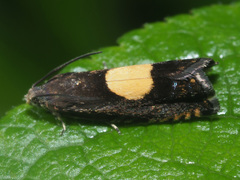 Pammene trauniana