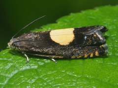 Pammene trauniana